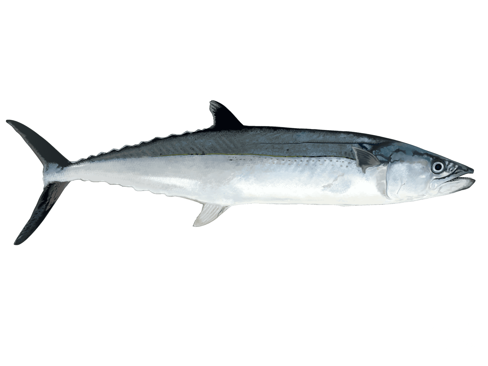 Cero Mackerel