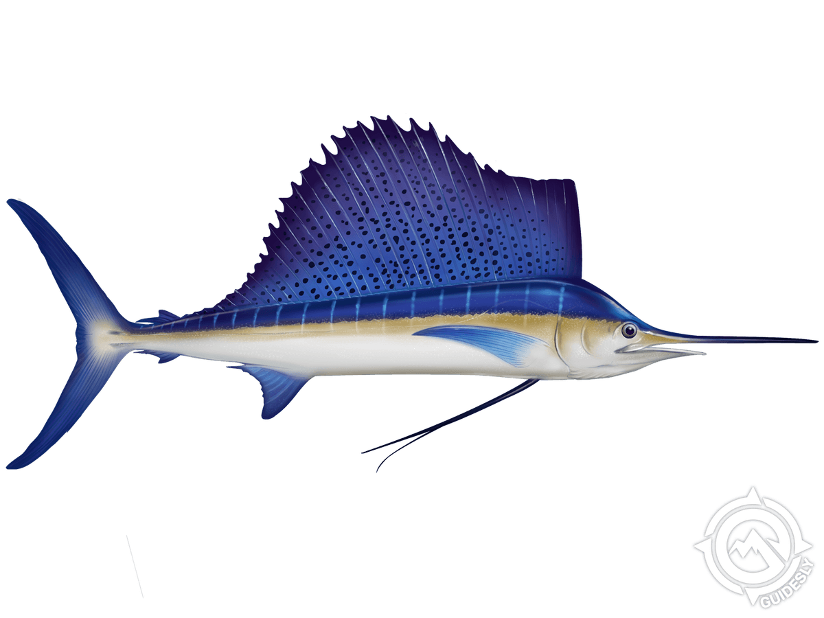 Atlantic Sailfish