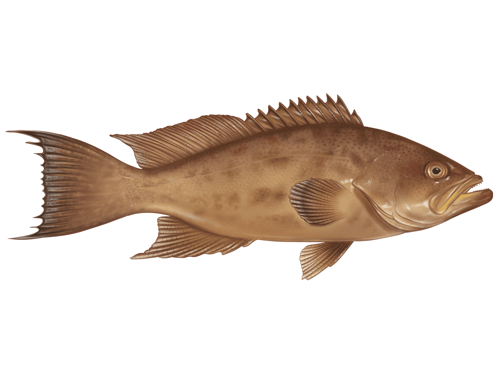 Scamp Grouper